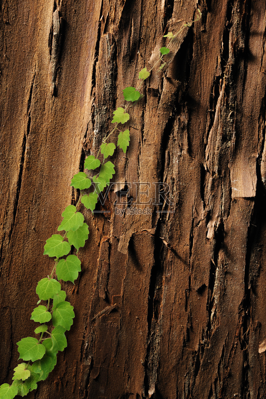 在树皮上生长的小常春藤照片摄影图片