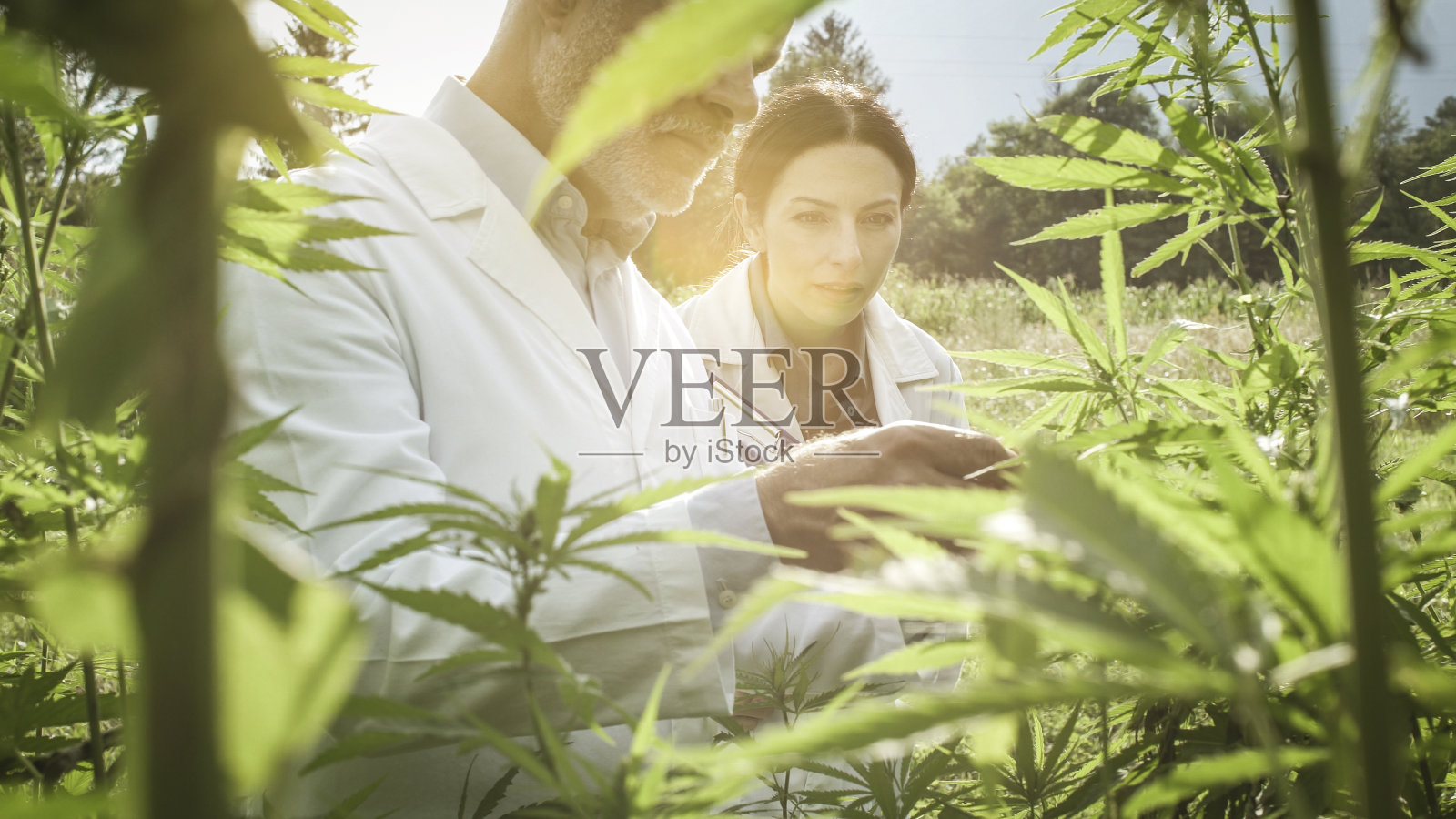 研究人员正在检查田间的大麻植物照片摄影图片