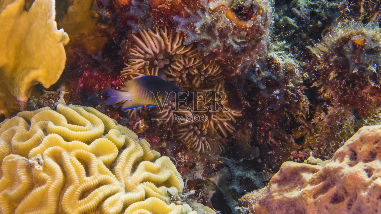 近景海葵作为珊瑚礁的一部分在加勒比海库拉索岛周围照片摄影图片