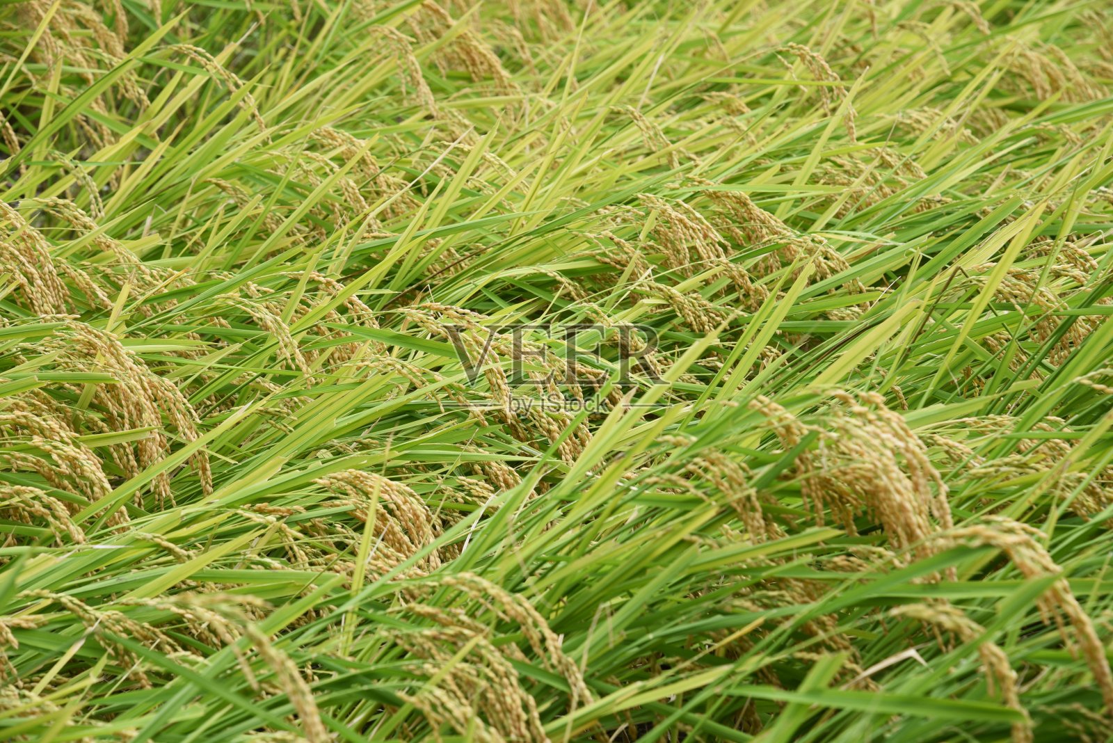 水稻种植照片摄影图片