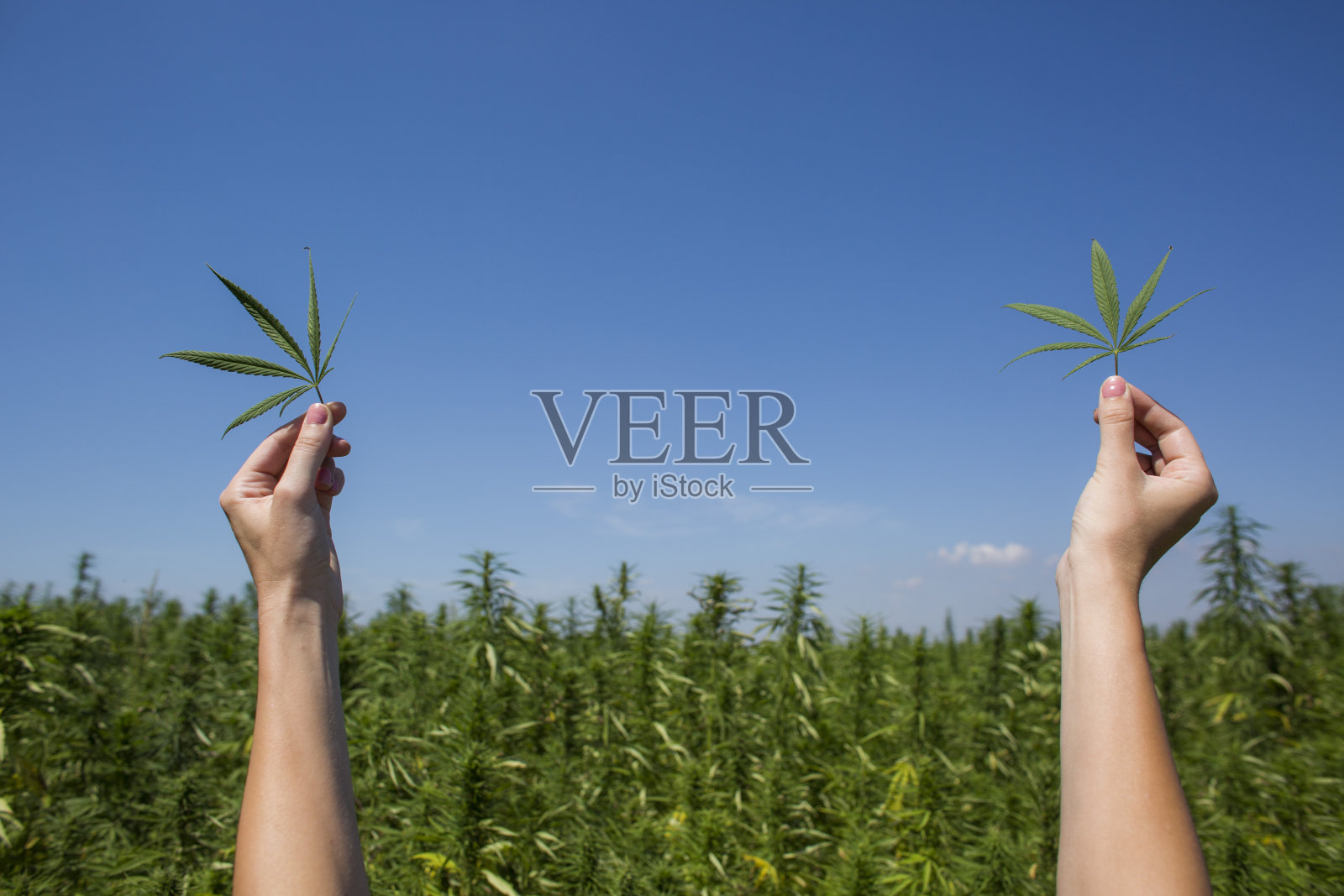 手握CBD大麻叶在空中的田野。照片摄影图片