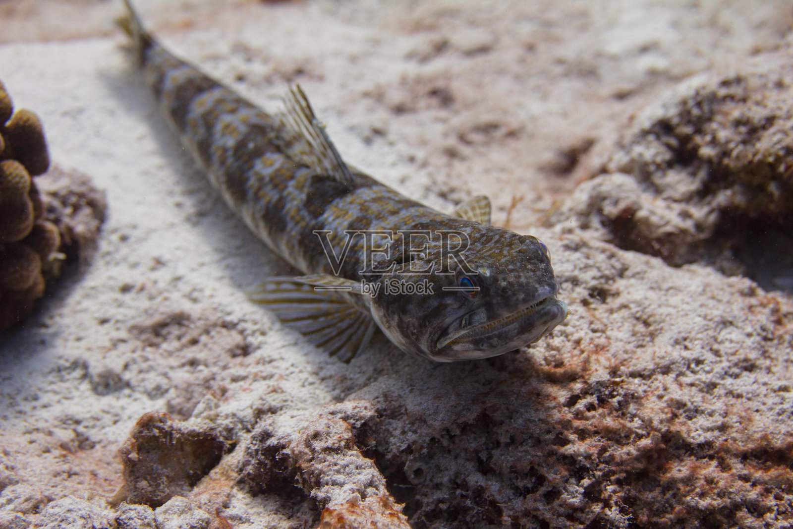 砂潜水员Lizardfish照片摄影图片