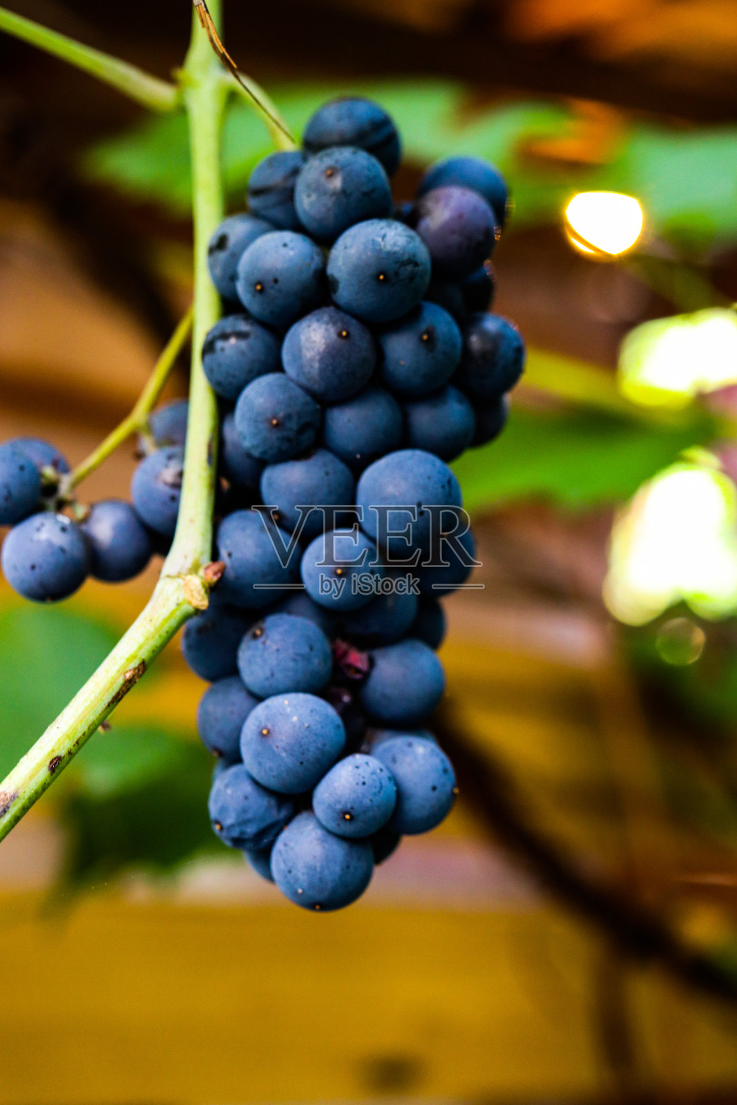 一串蓝葡萄挂在树枝上。照片摄影图片