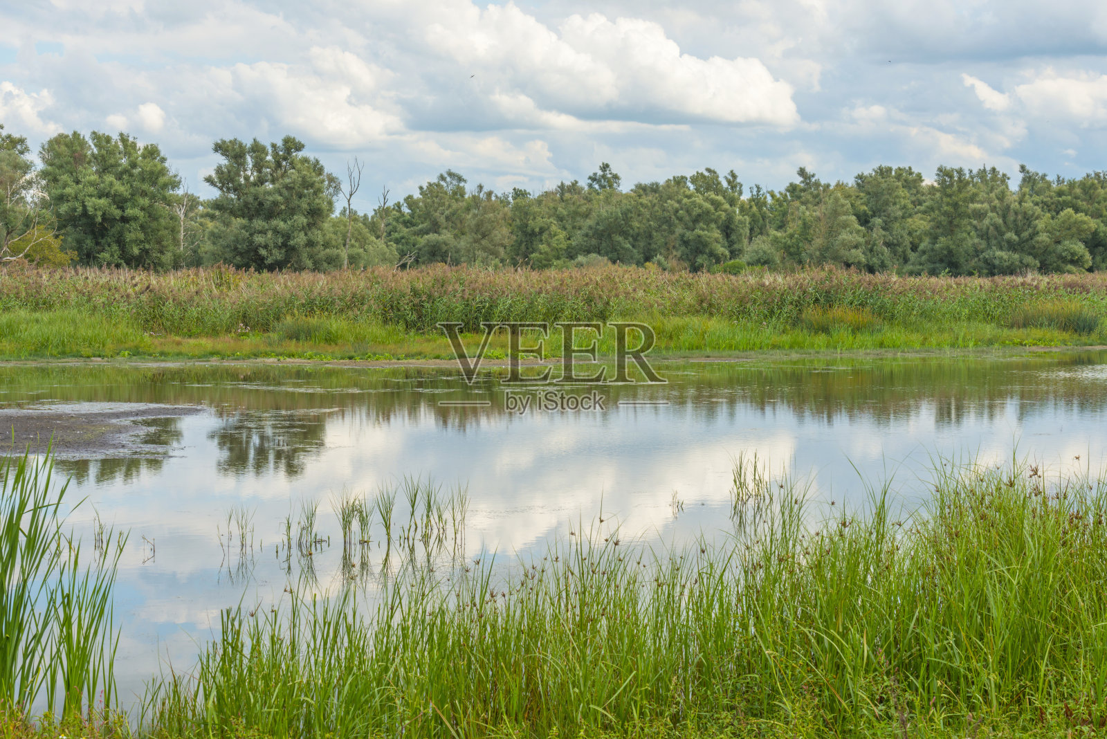 芦苇池塘的边缘，在一片绿色的草地上，阴云蓝天下，在夏天的阳光下照片摄影图片