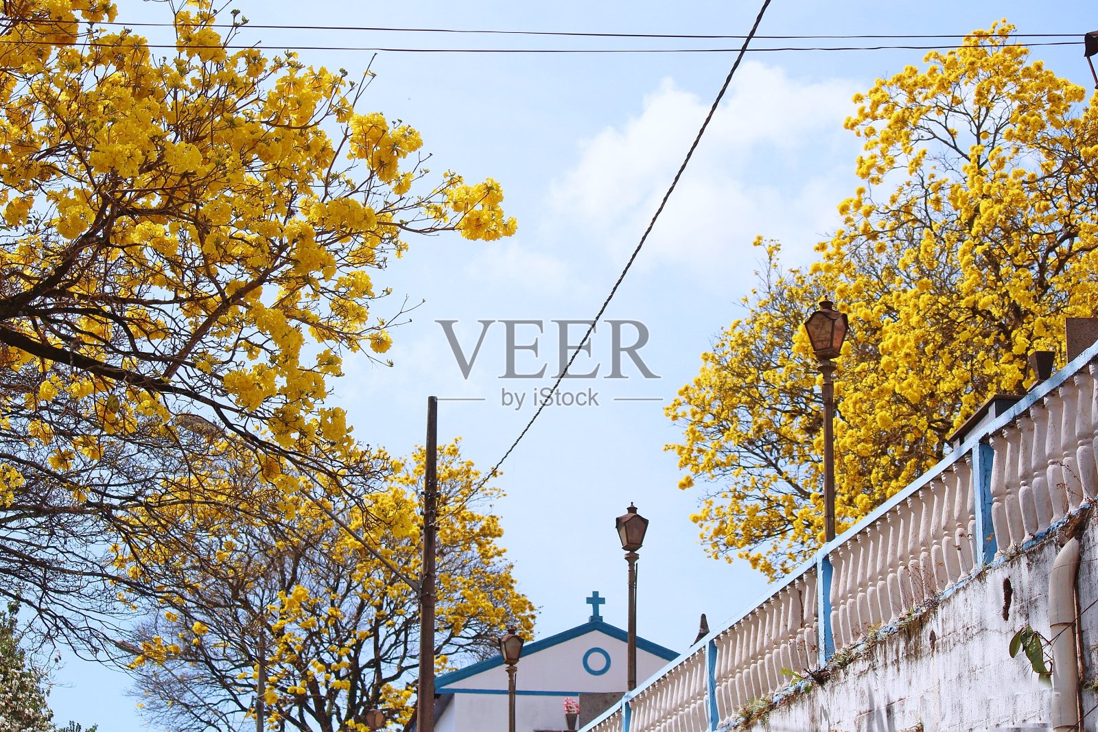 康戈尼亚斯及其ipes照片摄影图片