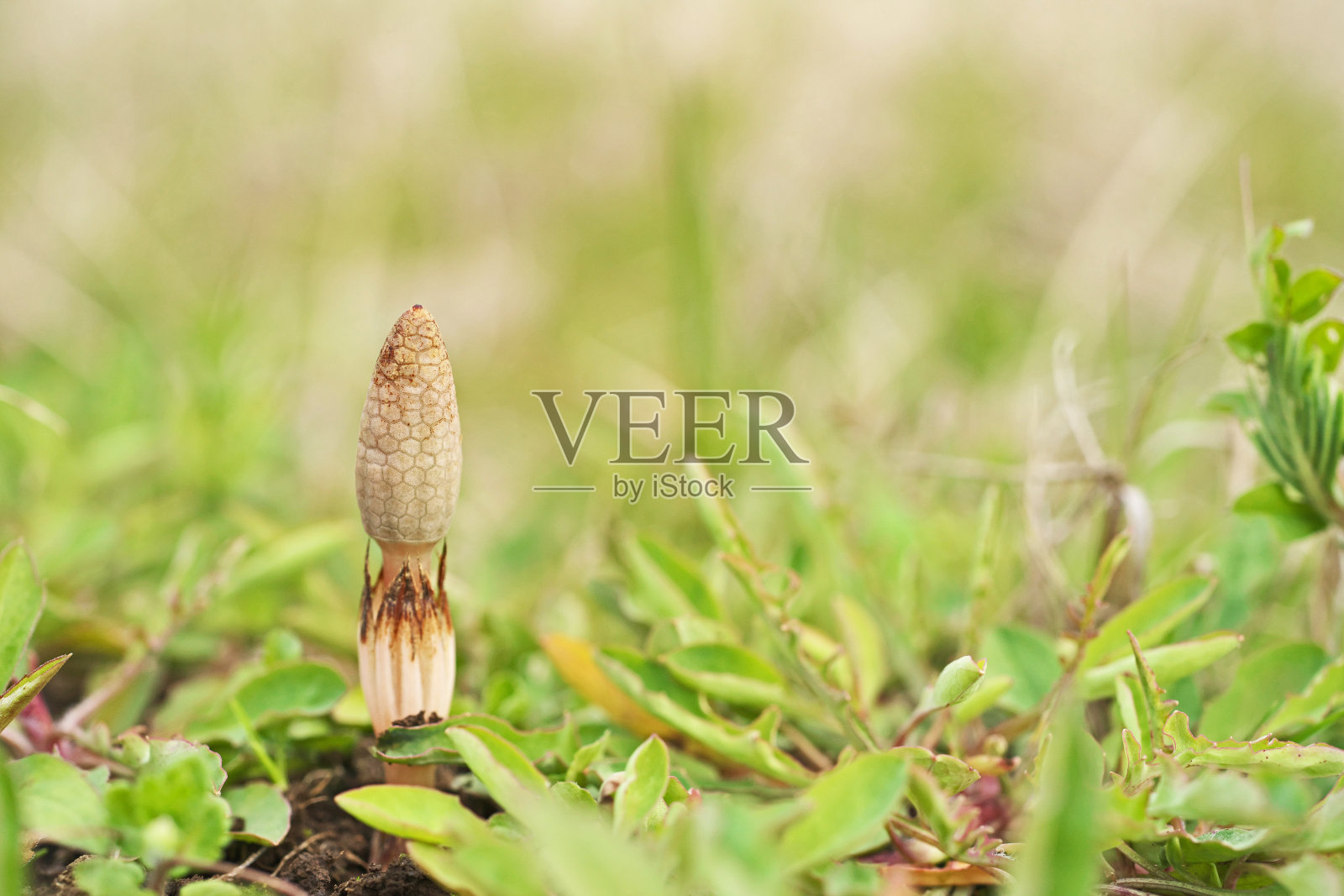 木贼、木贼照片摄影图片