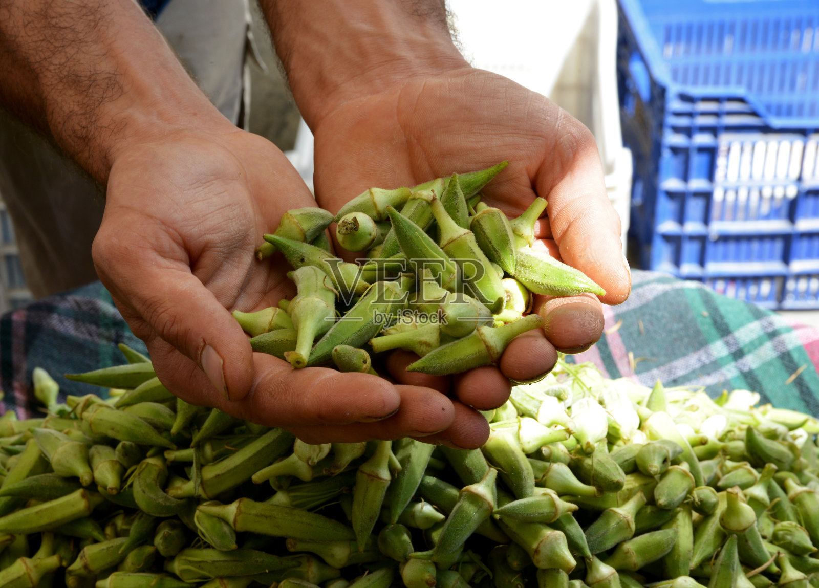 有机新鲜秋葵照片摄影图片