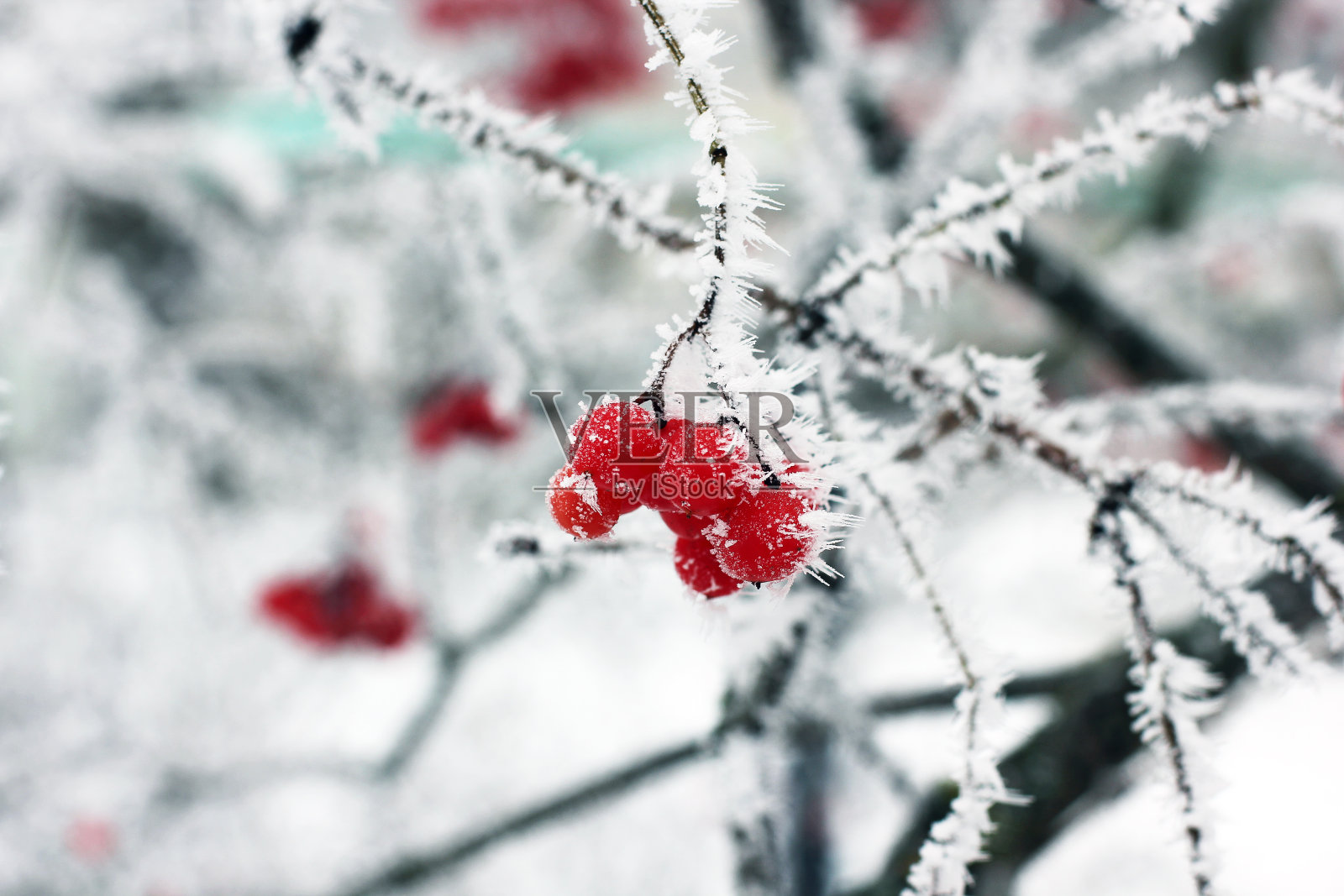 雪中的荚蒾。美丽的冬天。照片摄影图片