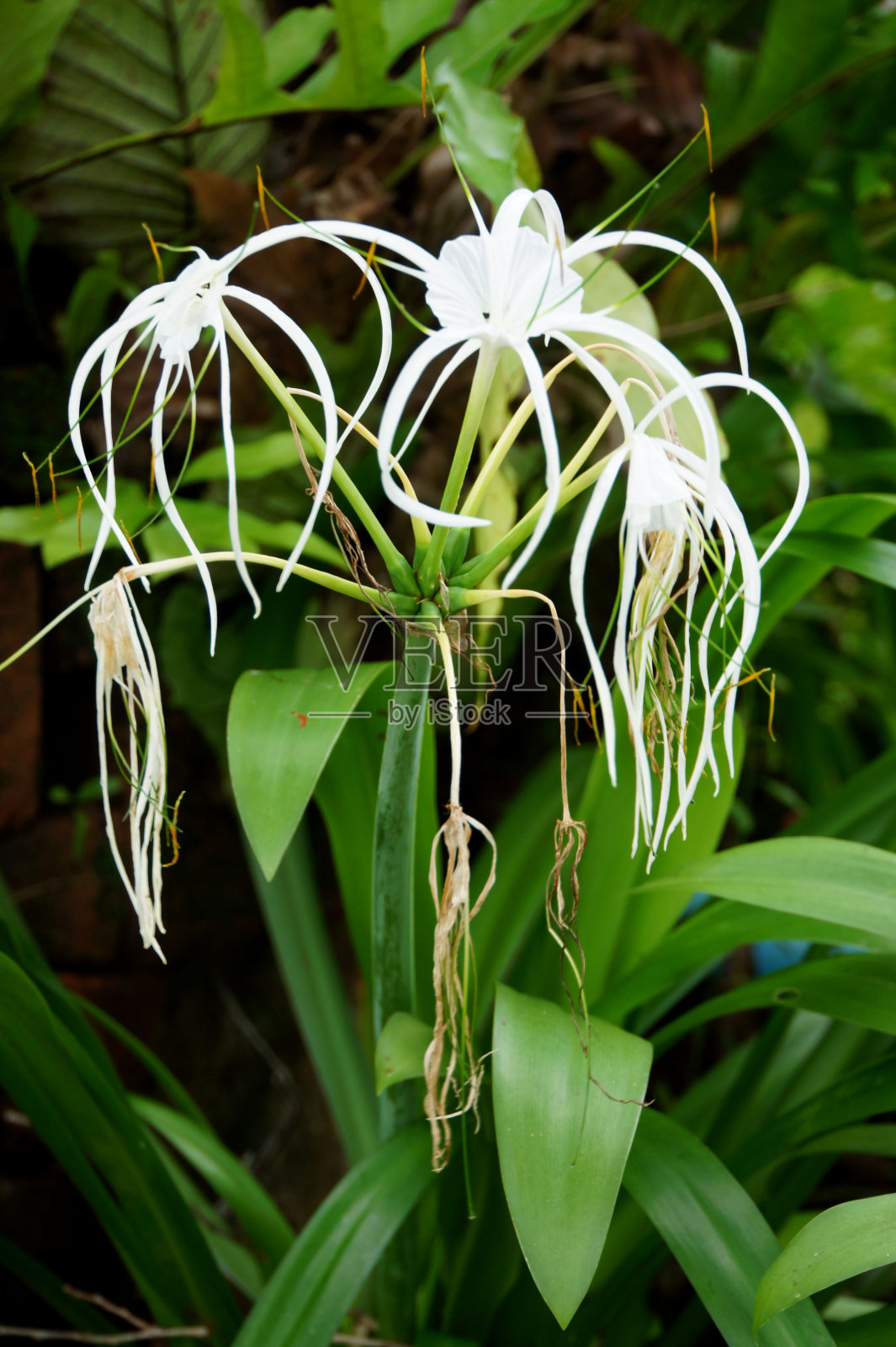 白蜘蛛百合照片摄影图片