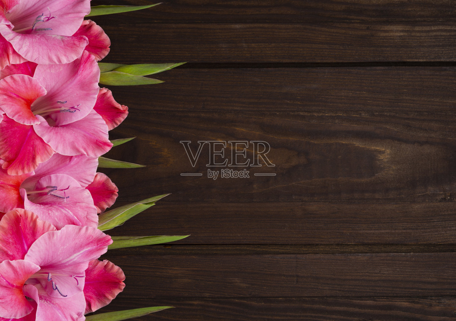 盛开。照片摄影图片