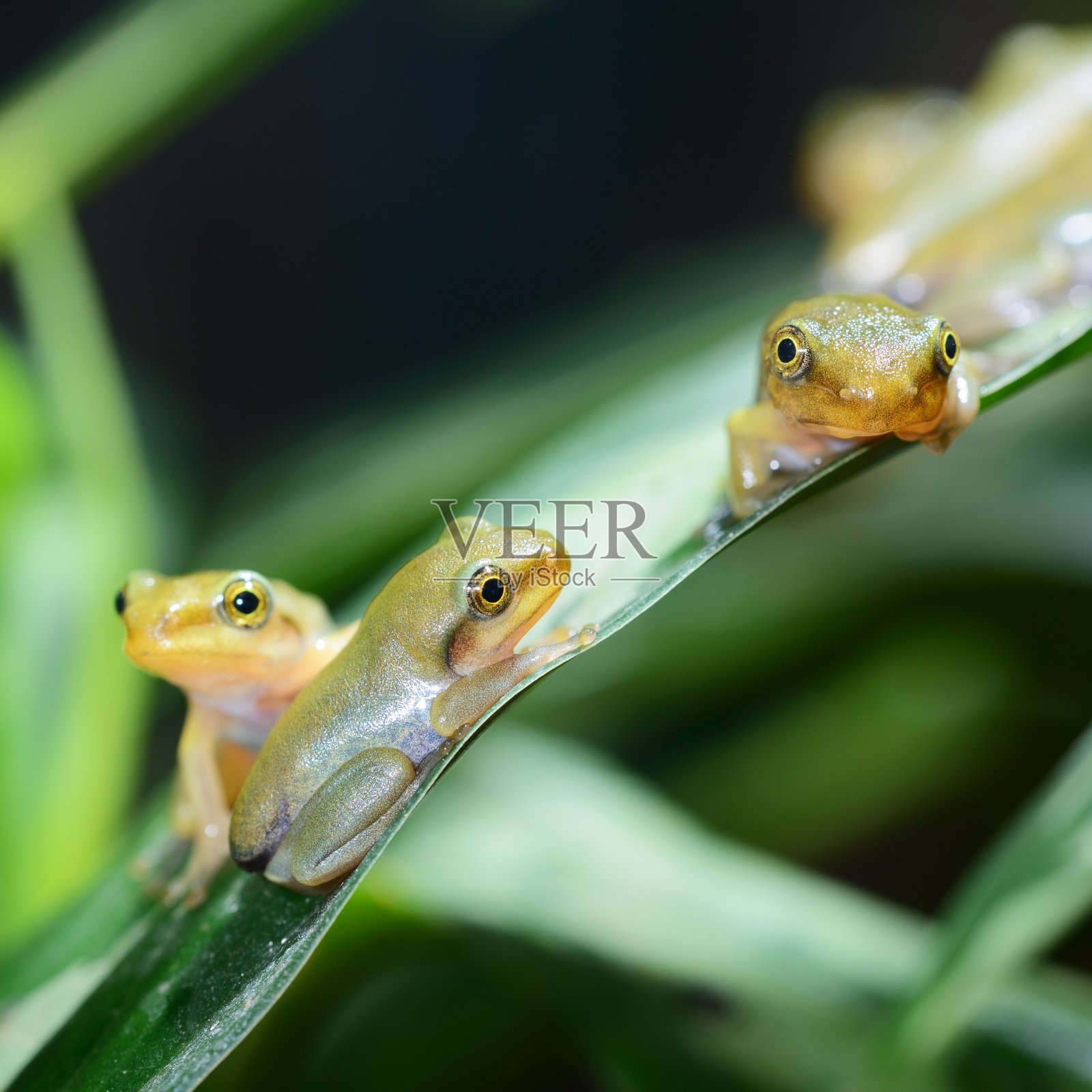 幼小的中国飞蛙在蜕变后照片摄影图片