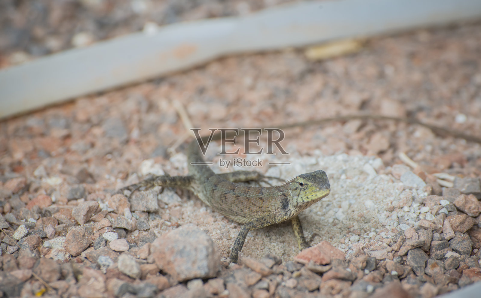 严阵以待照片摄影图片