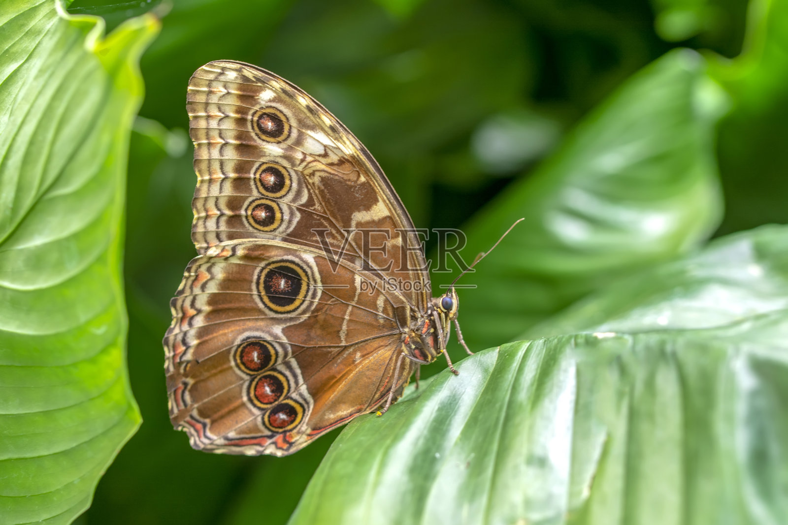 特写美丽的蝴蝶坐在花上。照片摄影图片