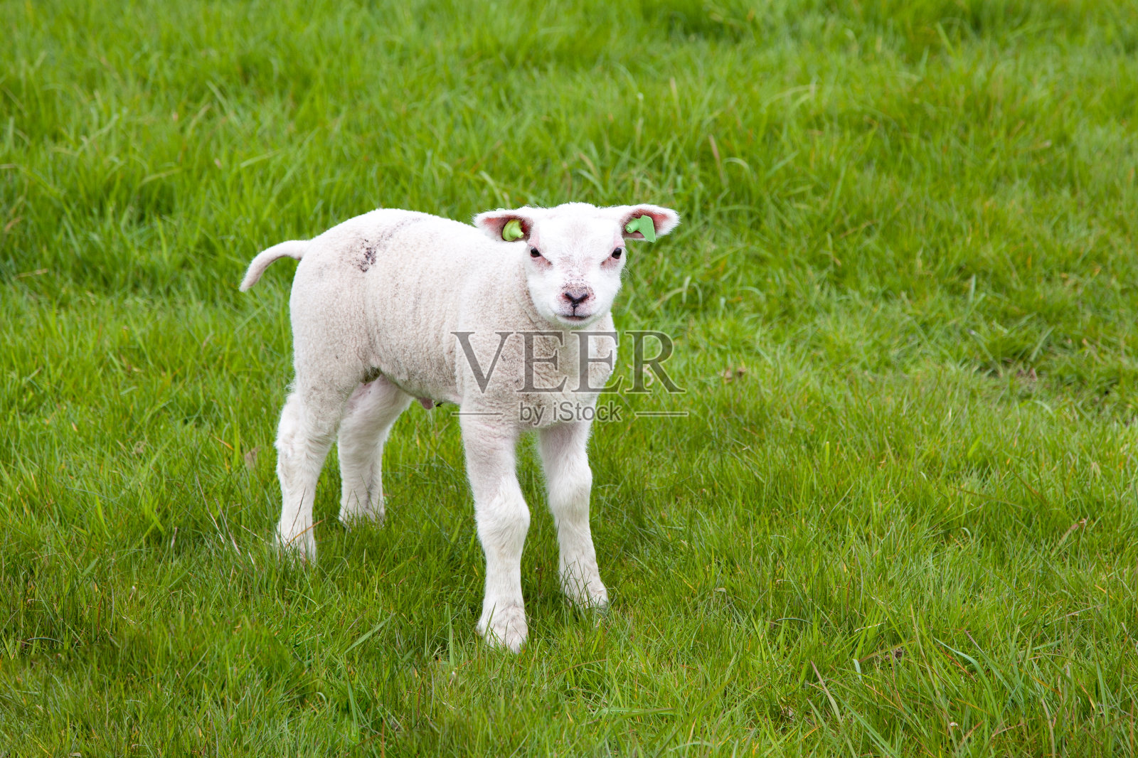 一只白色的羔羊，站在绿色的草地上照片摄影图片