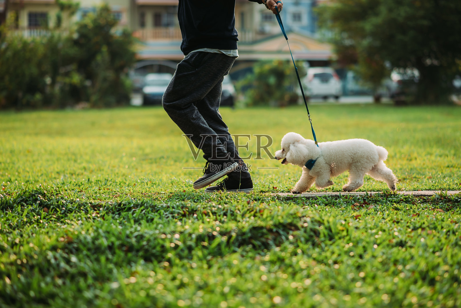 早上在公园遛狗的亚洲华人男子照片摄影图片