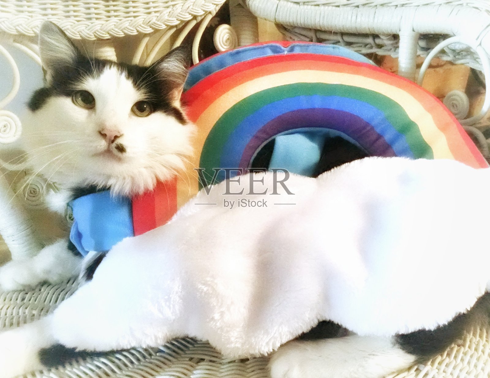 虹猫照片摄影图片