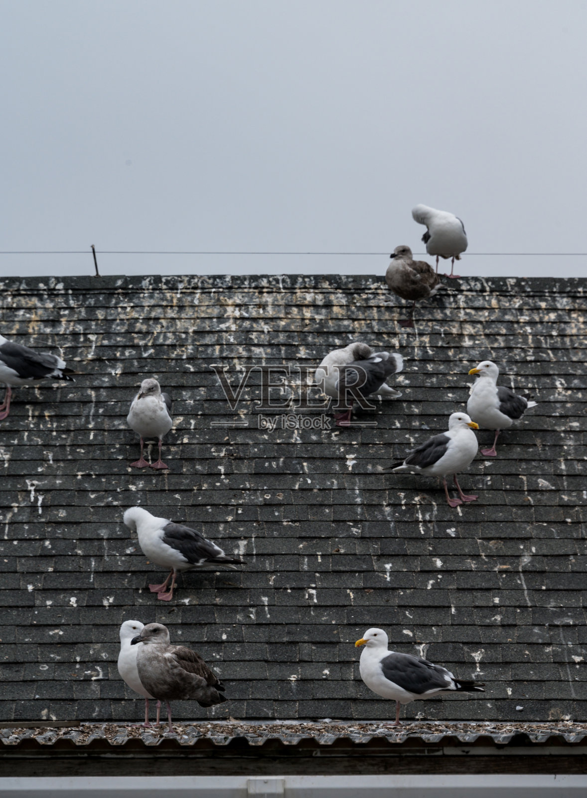 海鸥留下鸟粪照片摄影图片