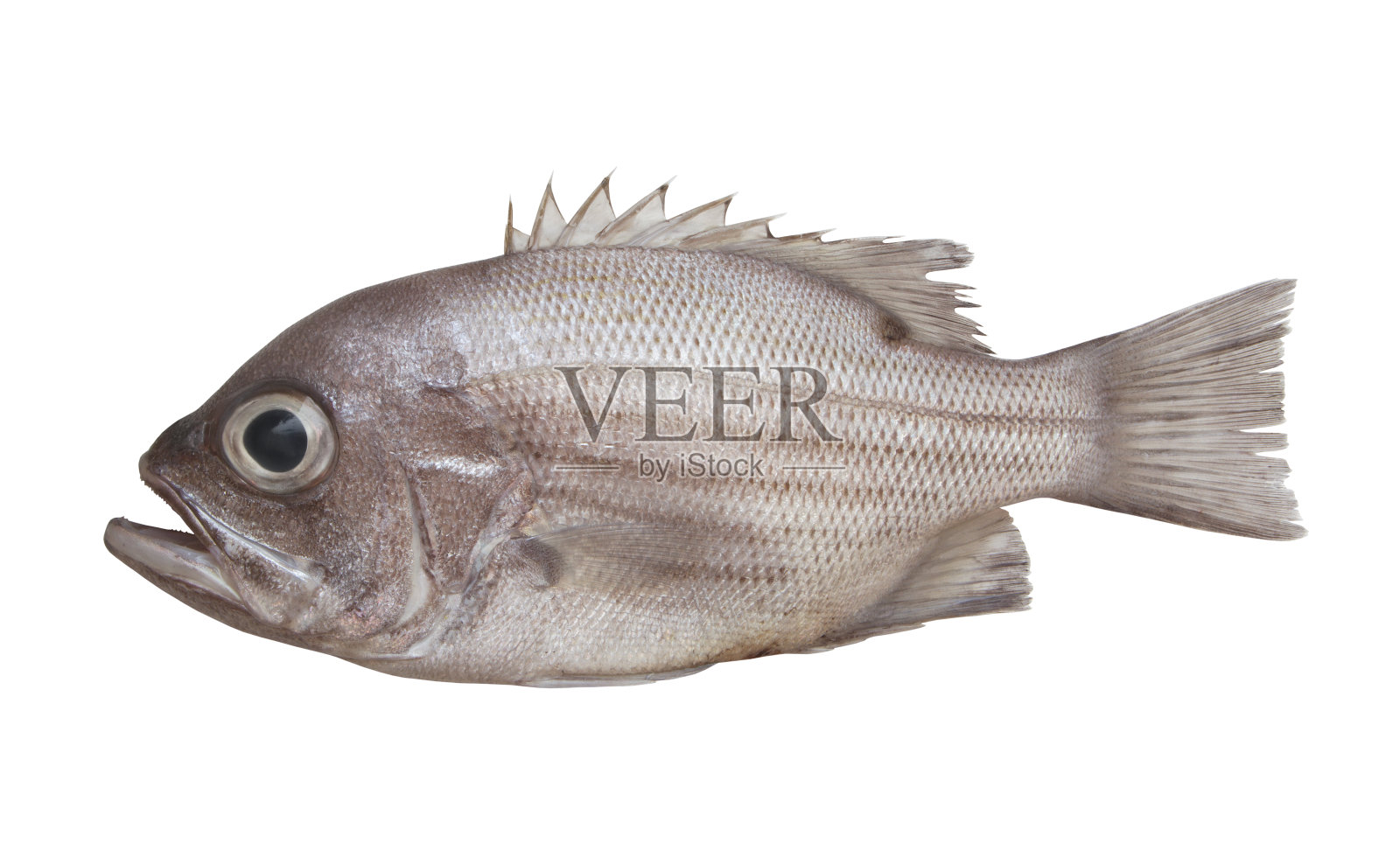 西澳大利亚的独鱼，孤立在白色上照片摄影图片