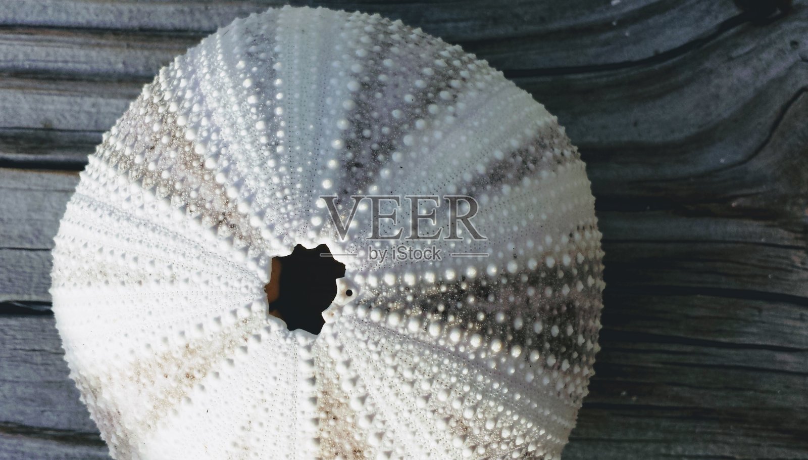 码头Urchin照片摄影图片