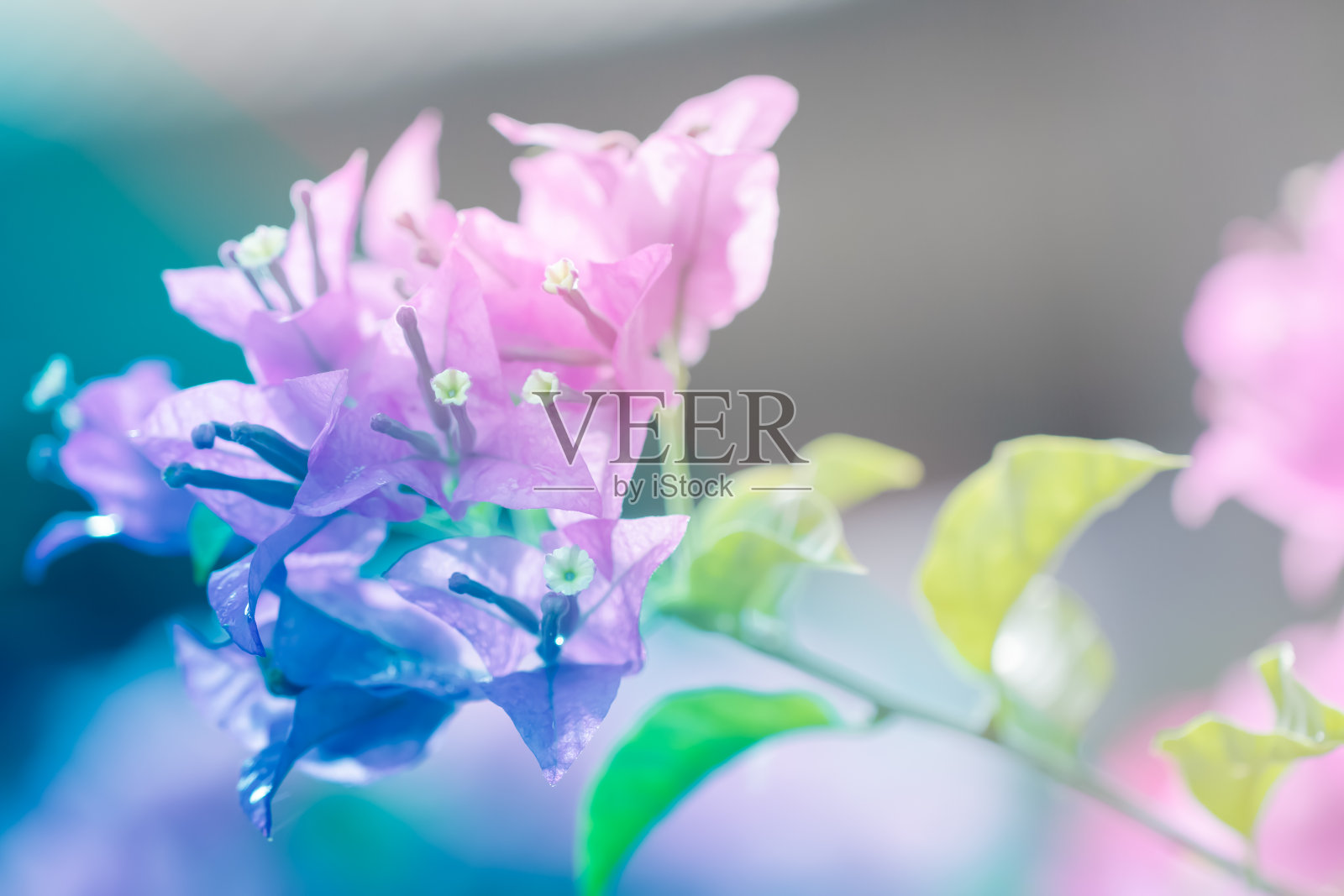 叶子花属的花照片摄影图片