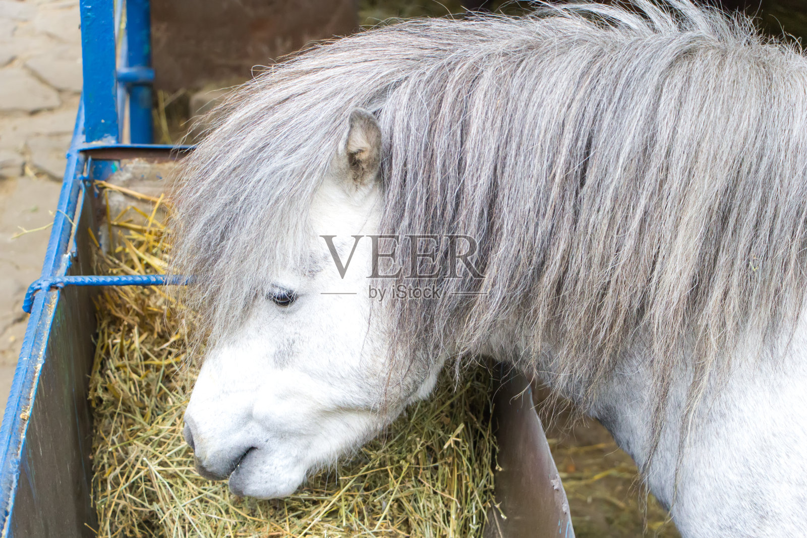 一头长着灰色鬃毛的白色设得兰矮种马吃干草。关闭了。照片摄影图片