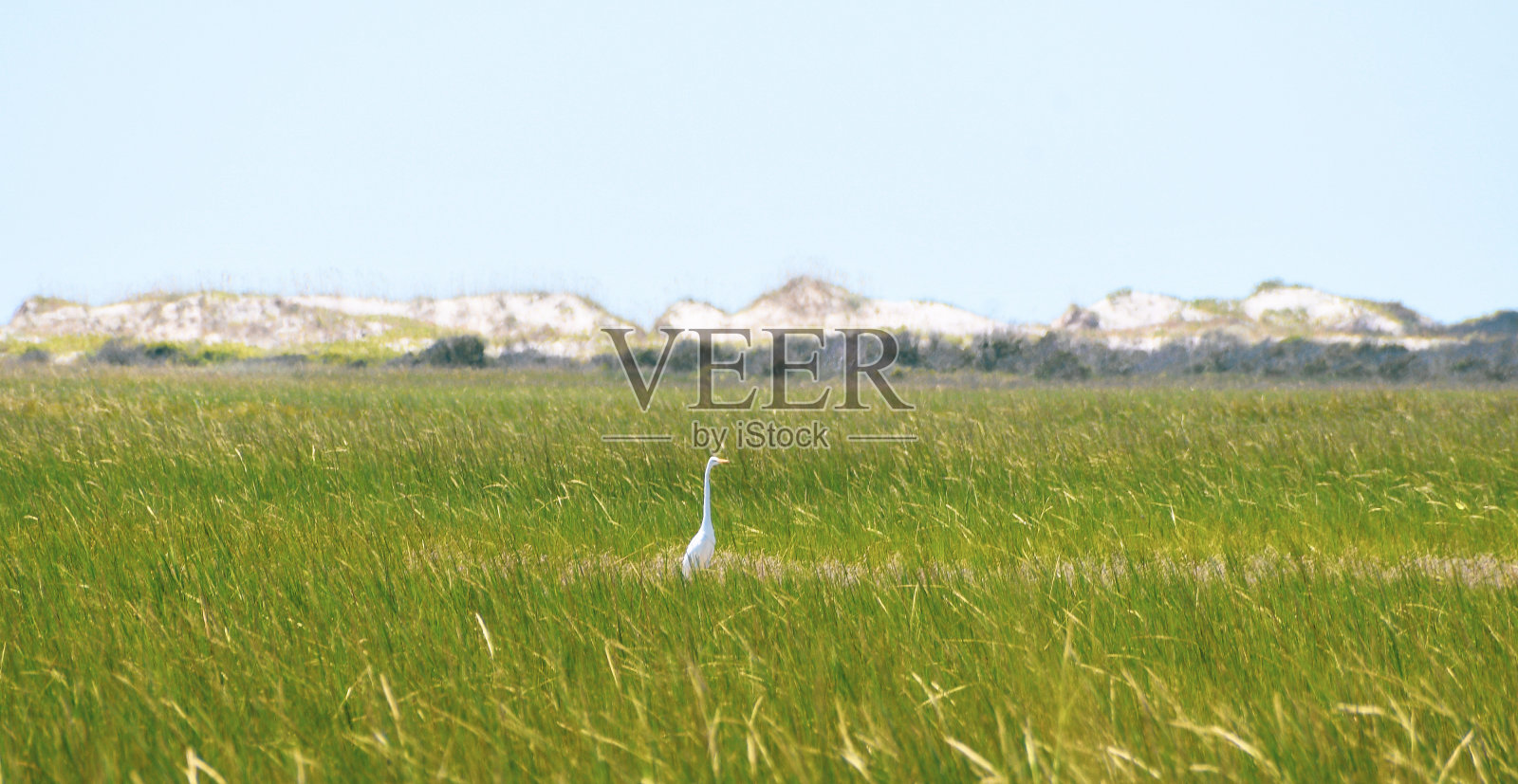 海边的水鸟照片摄影图片