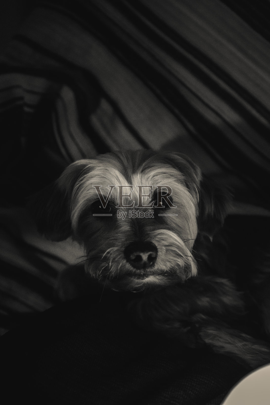 约克郡小猎犬，思考着她的现实照片摄影图片