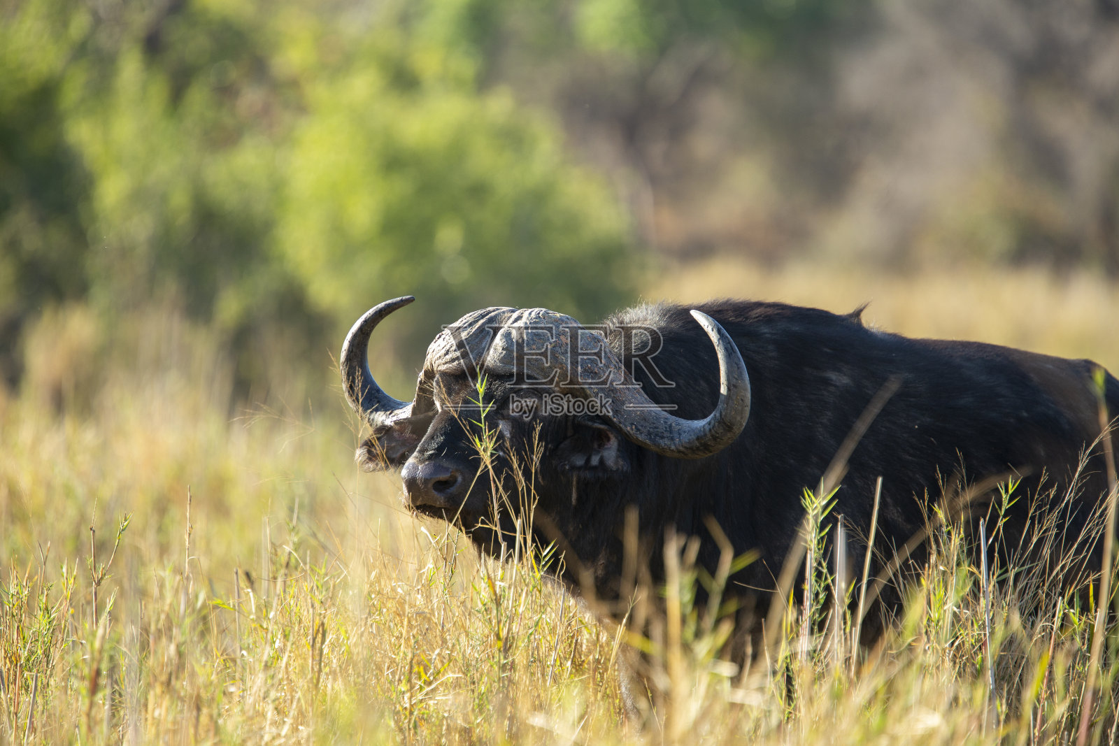 一群水牛照片摄影图片