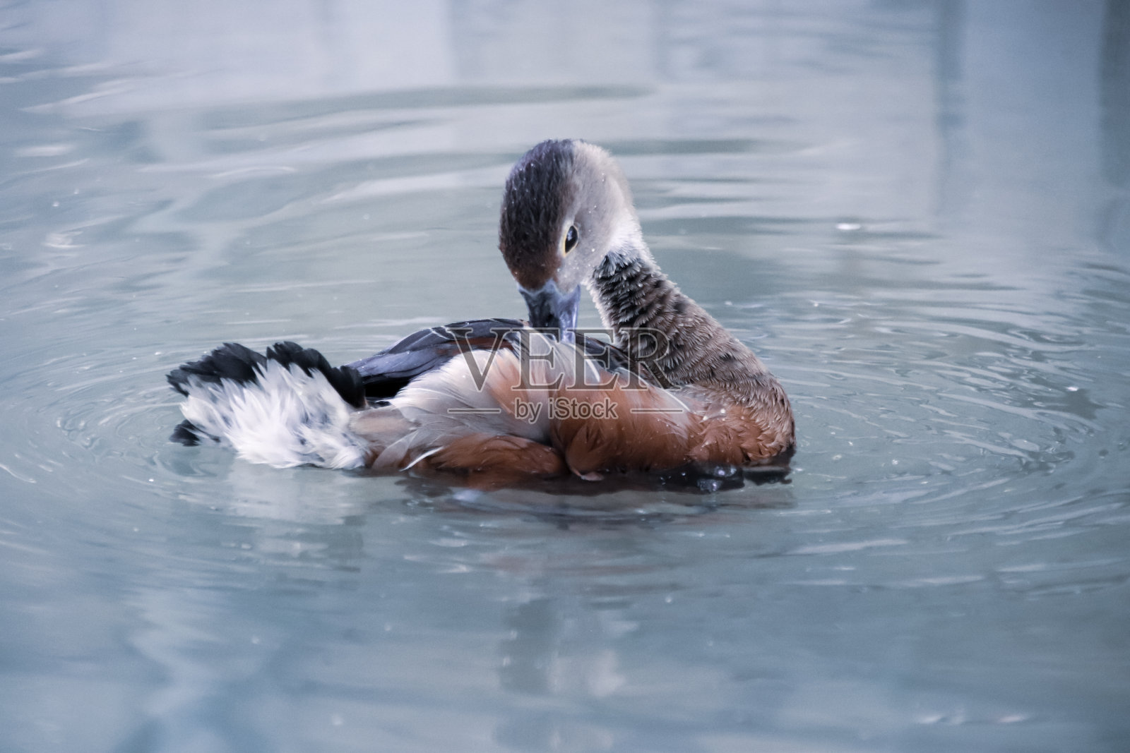 优雅的沐浴野鸭照片摄影图片