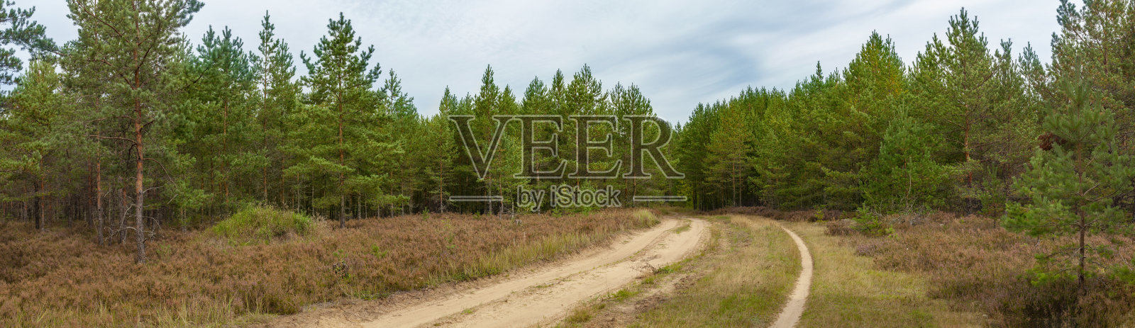 松林里的沙路照片摄影图片