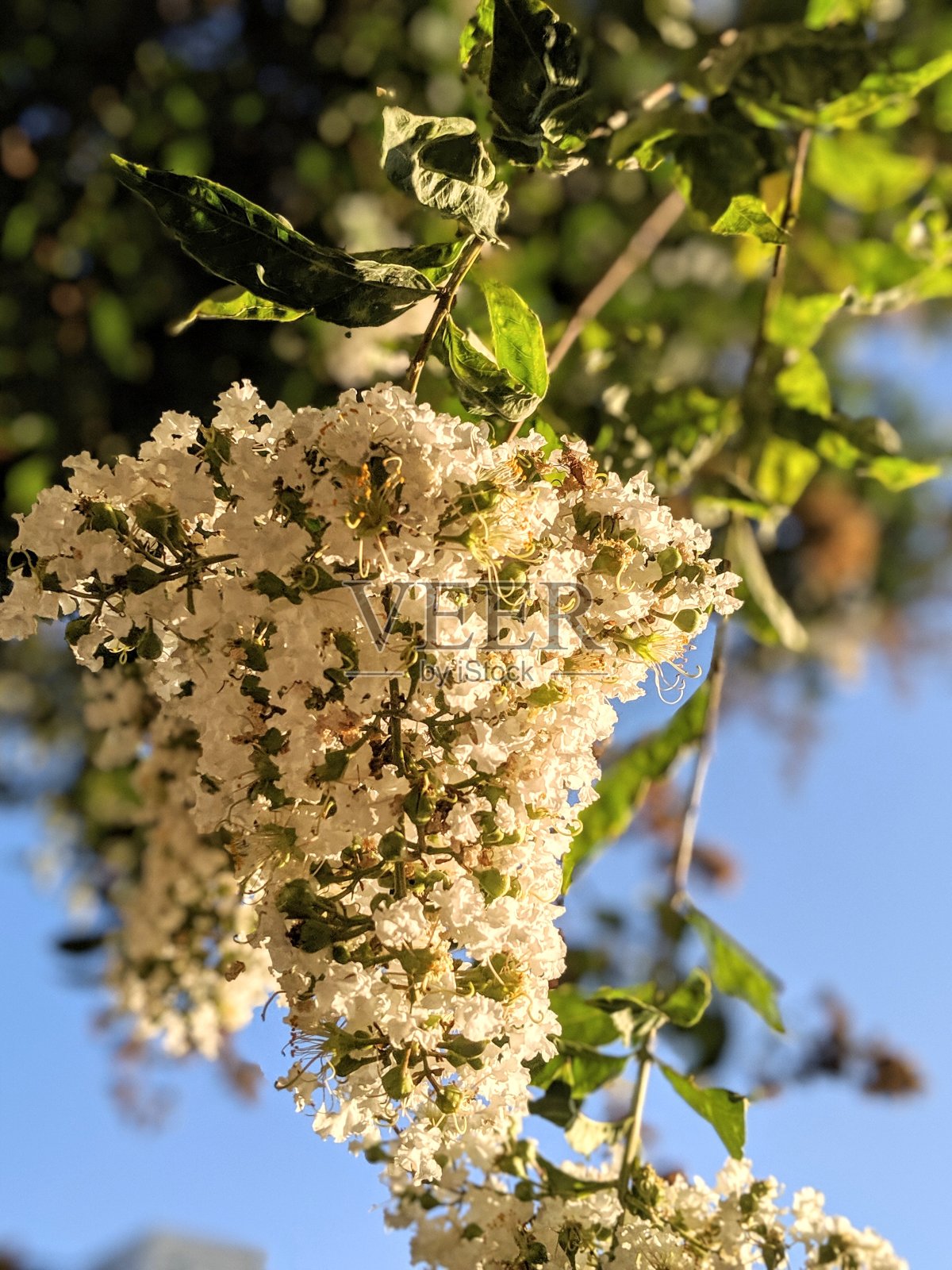 束花照片摄影图片