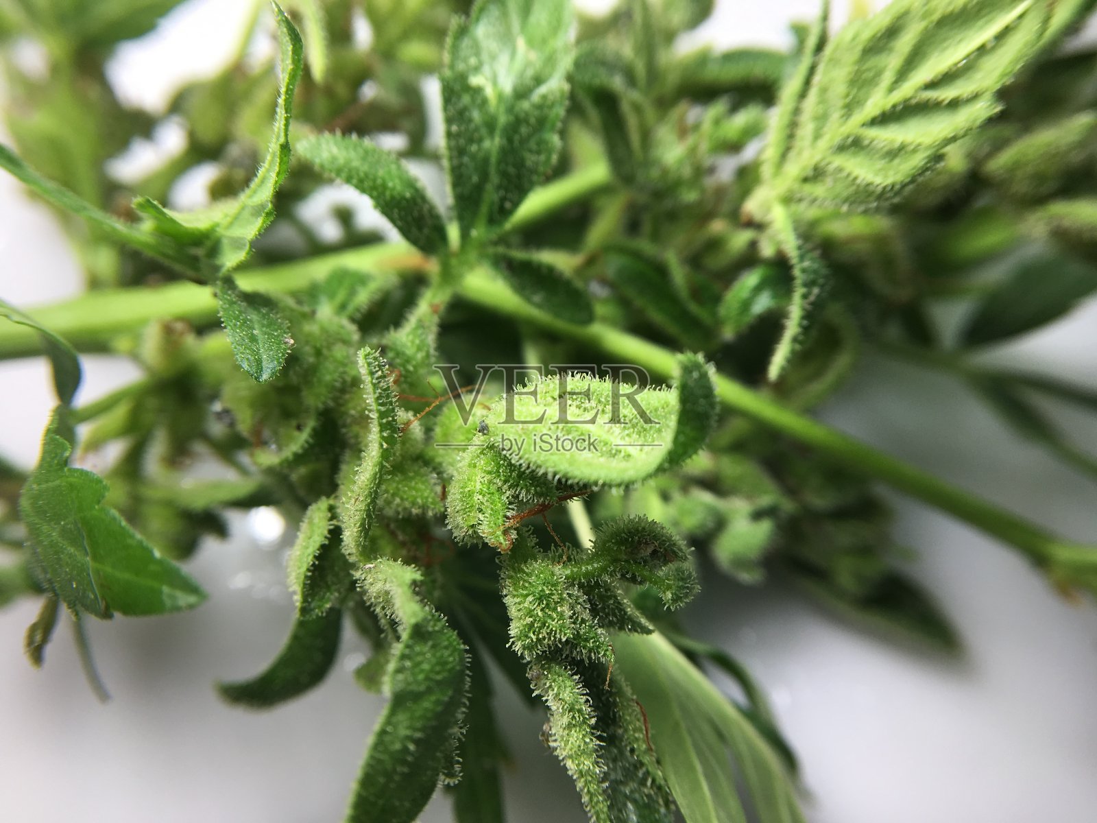 大麻植物上的害虫。照片摄影图片