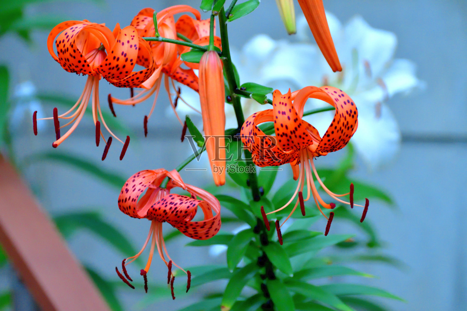 百合/虎百合花照片摄影图片