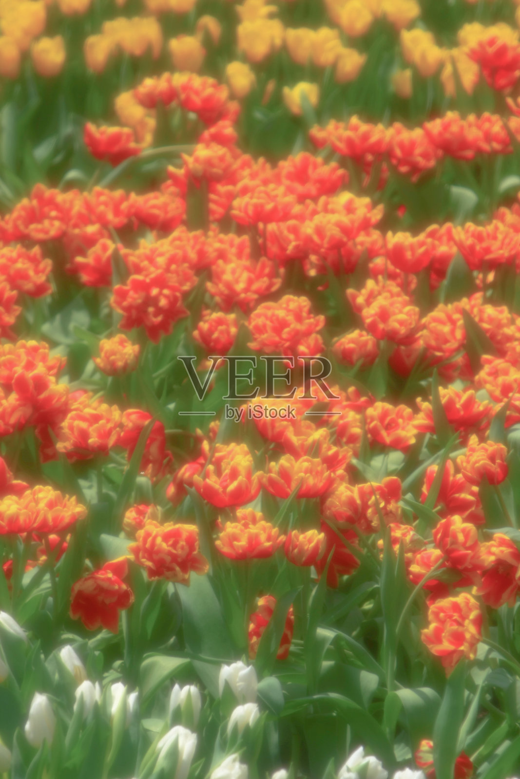 香港缤纷郁金香花展照片摄影图片