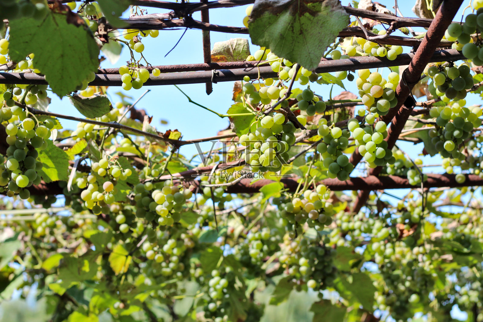 成熟的白葡萄挂在藤上。在阳光下的葡萄园里收获未来的白葡萄酒照片摄影图片