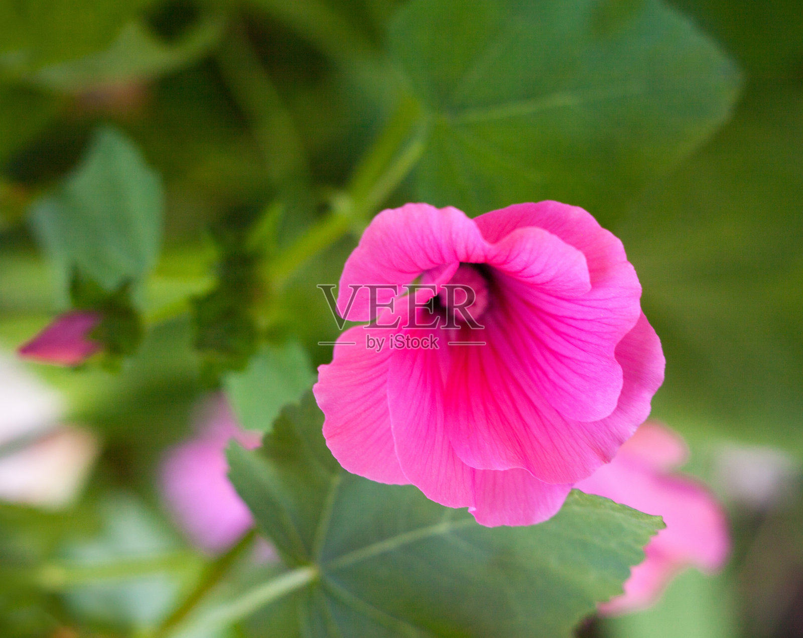 粉红色紫檀(锦葵)花照片摄影图片