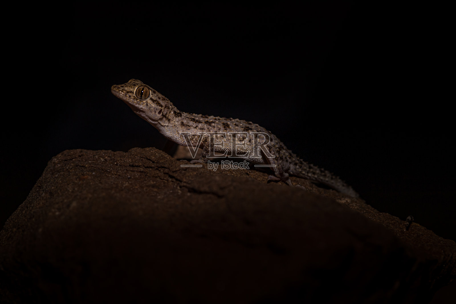 倾覆岩石壁虎! !照片摄影图片