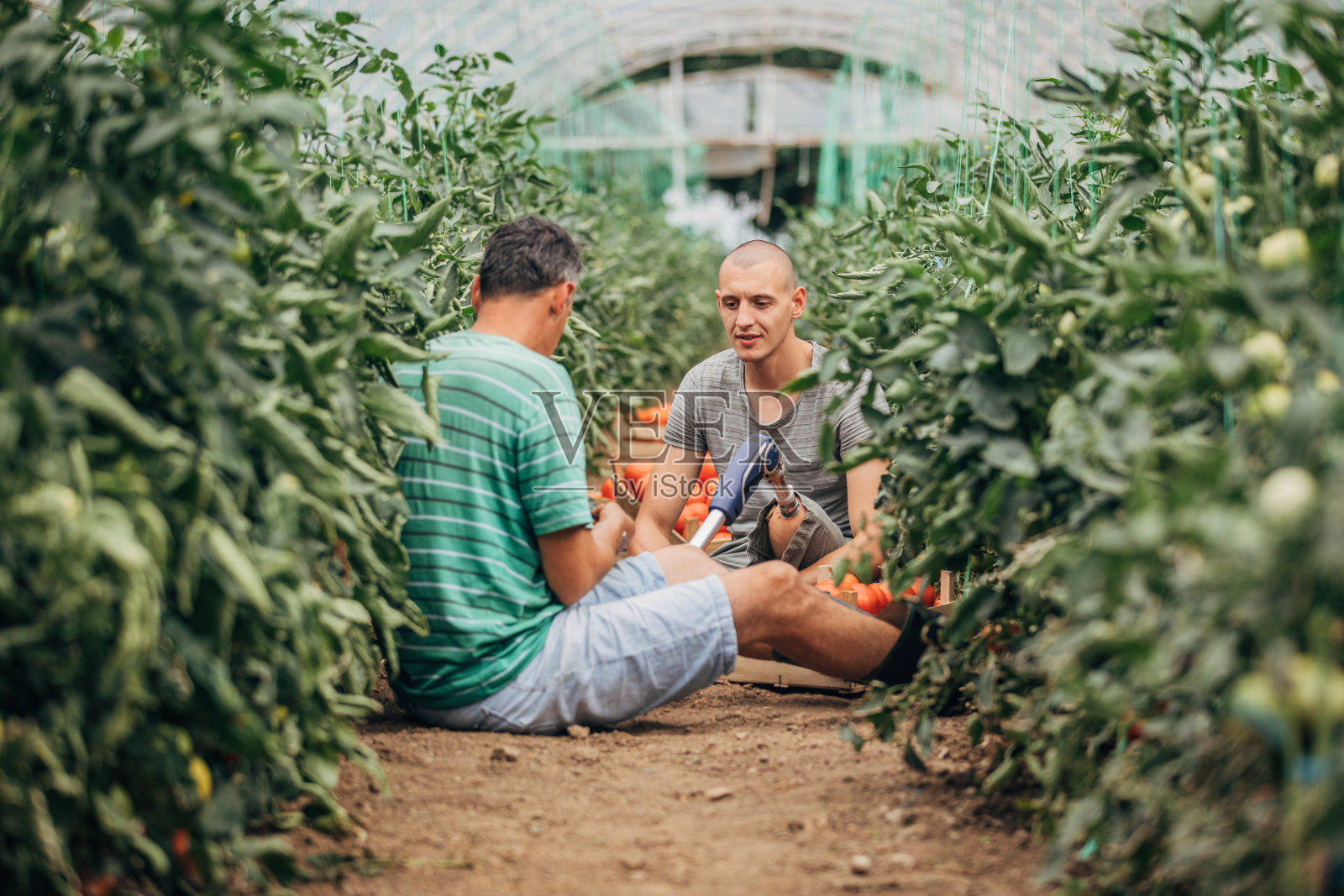 农民和他的儿子在温室里照片摄影图片