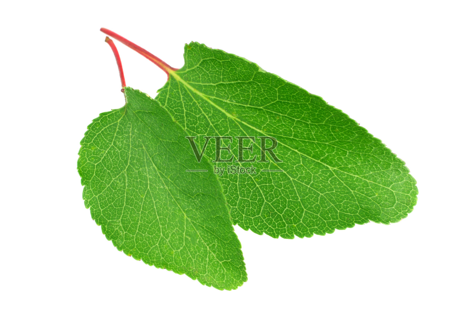 孤立在白色背景上的杏叶照片摄影图片