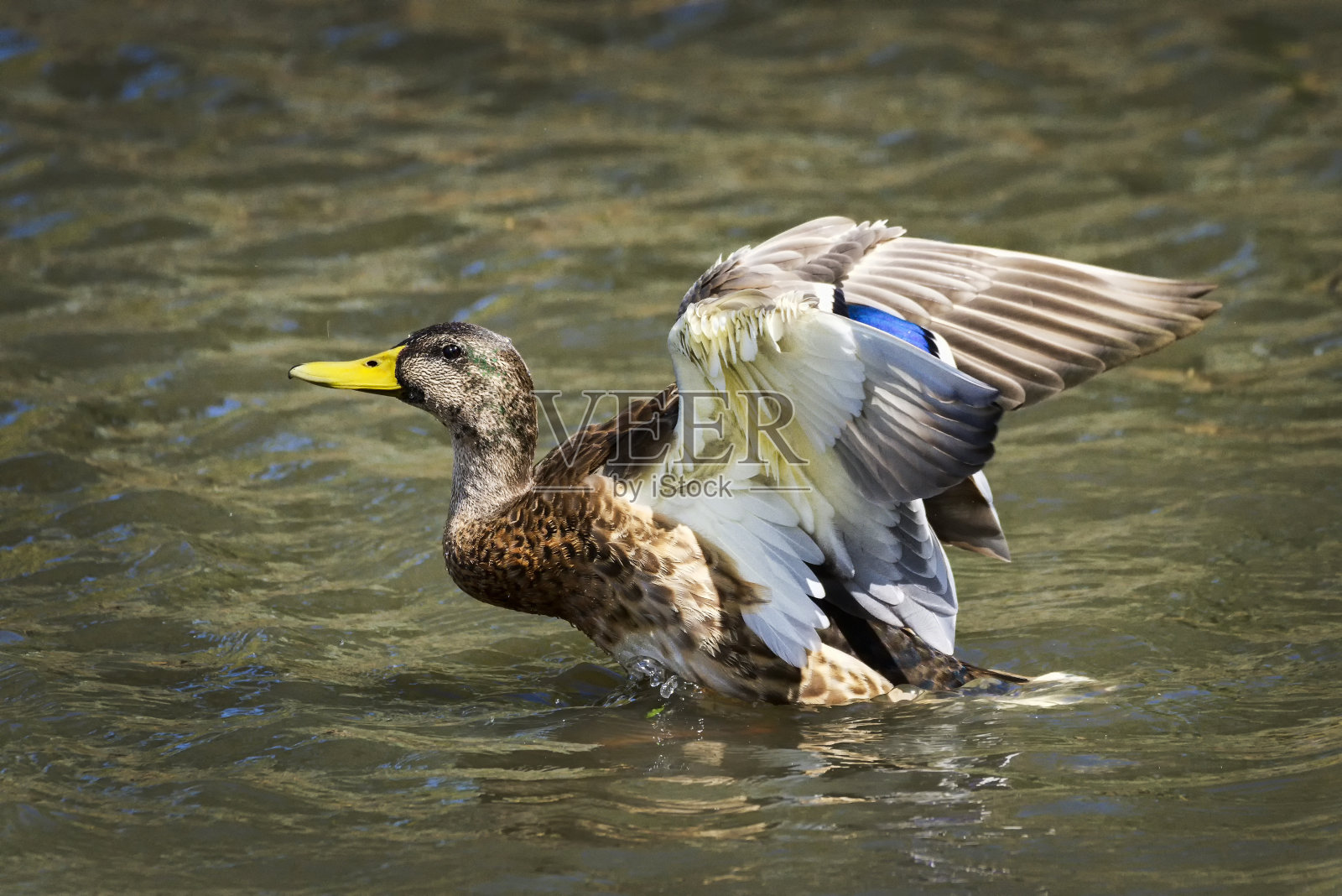 母绿头鸭(平嘴鸭)照片摄影图片