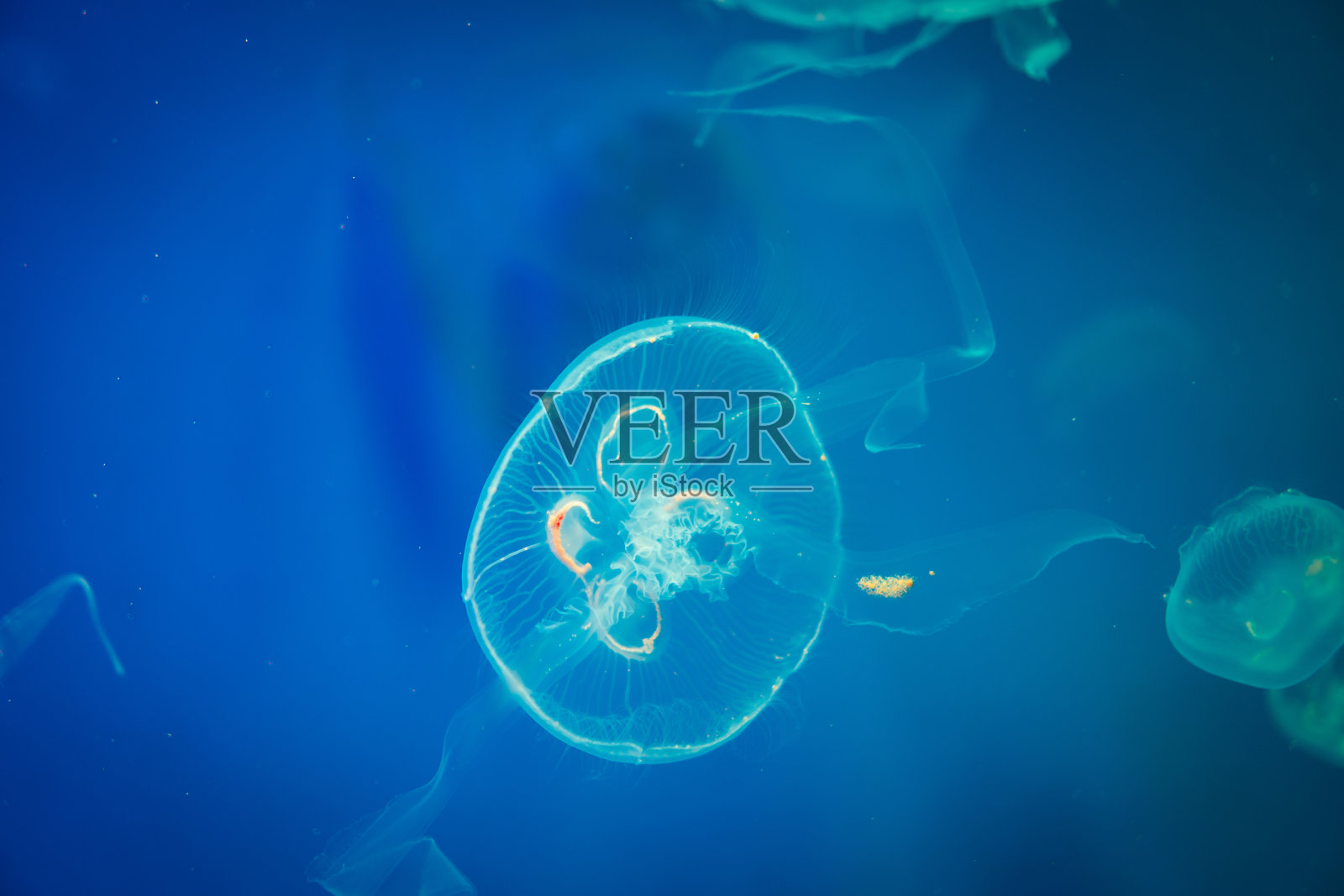 水母在蓝色的水里，海洋生物照片摄影图片