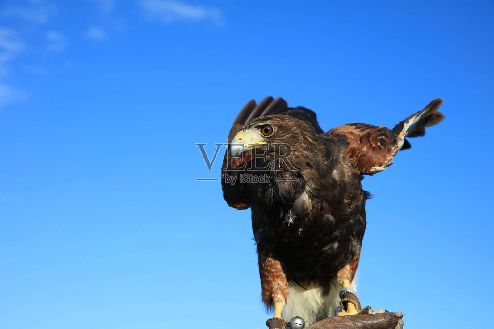 Harris Hawk (Parabuteo unicinctus)防护手套照片摄影图片