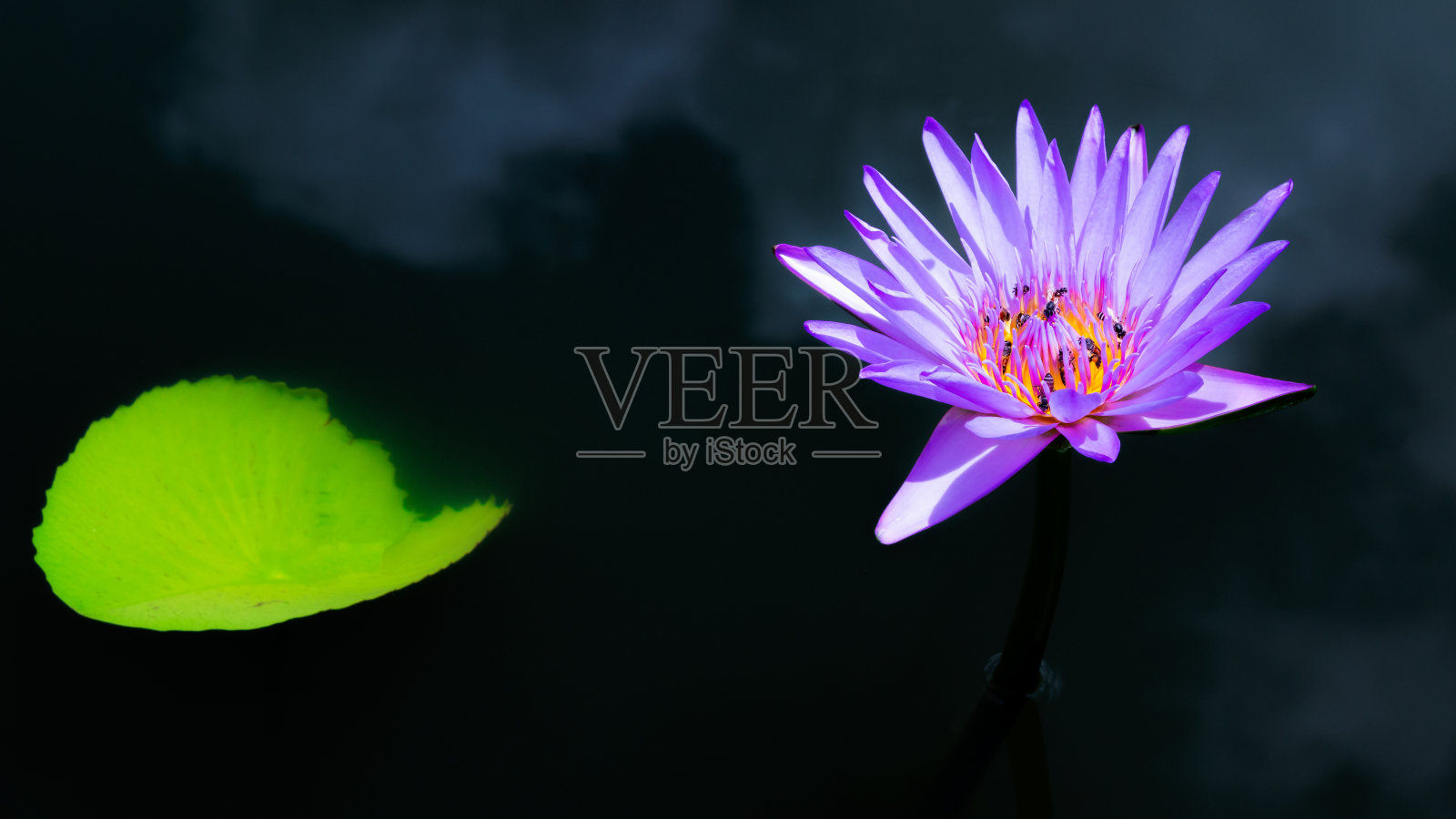 莲花照片摄影图片