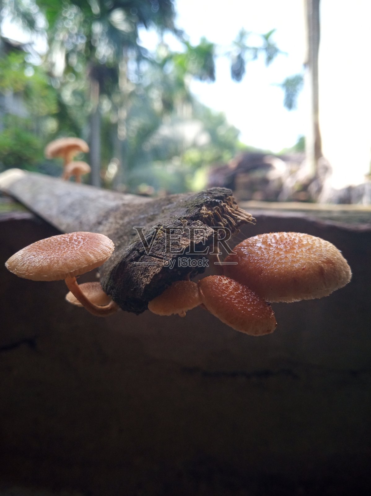 蘑菇照片摄影图片