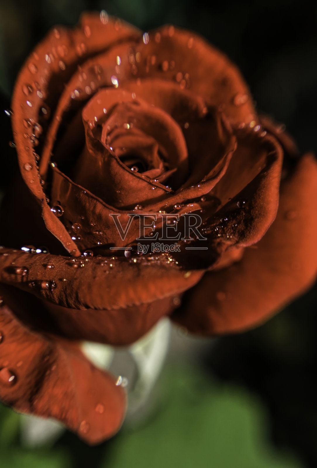 花瓣一朵红色美丽的玫瑰花蕾照片摄影图片