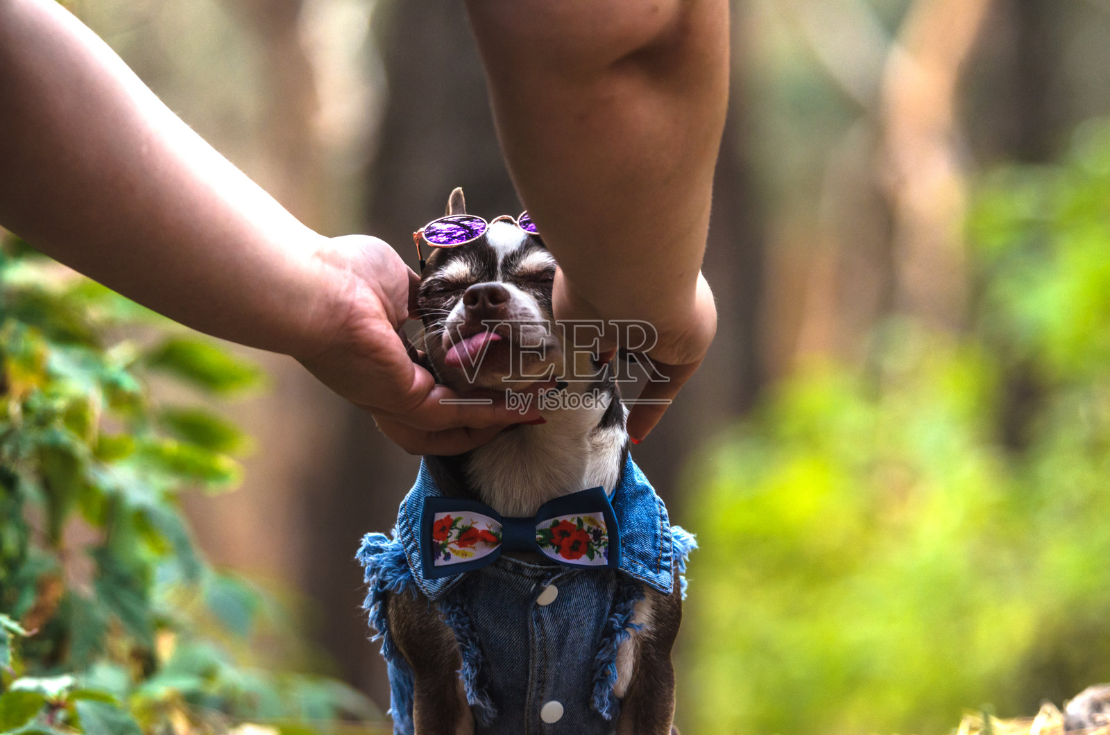 吉娃娃给狗戴上眼镜照片摄影图片