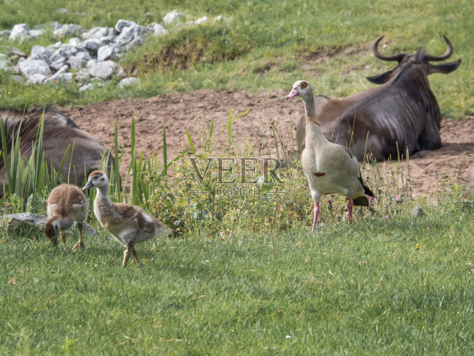 非洲鹅，一种带着小鹅的家鹅在草地上。动物在野生动物照片摄影图片