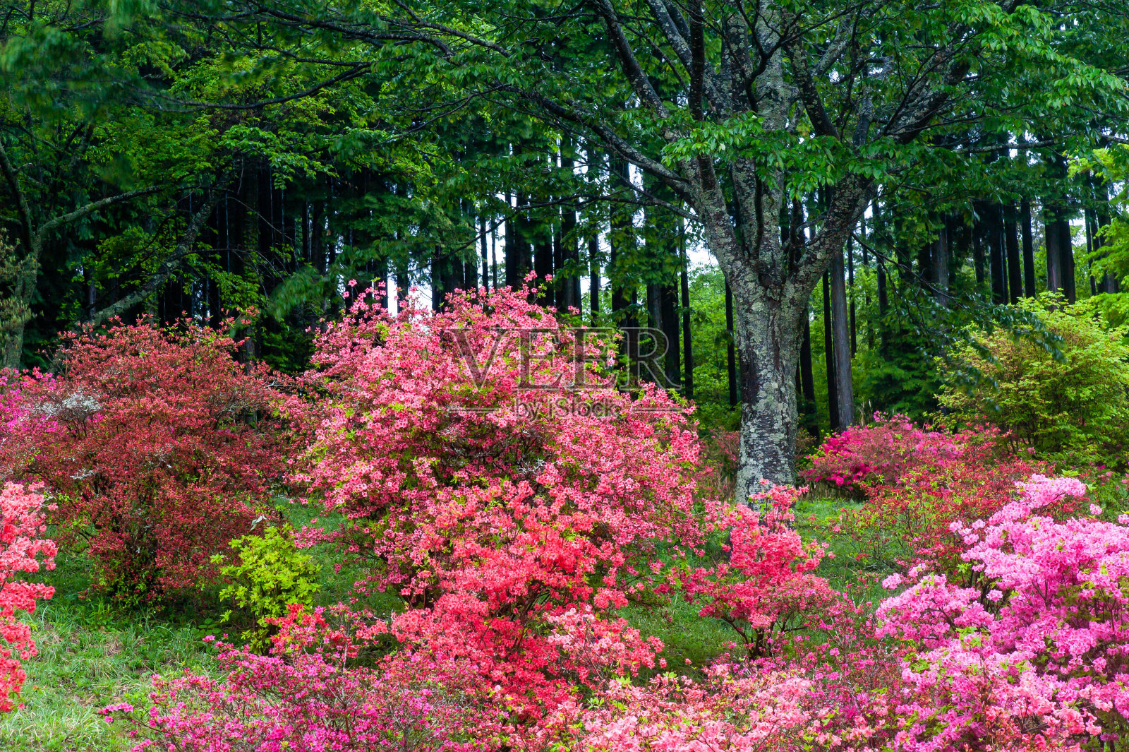 杜鹃花、樱花和森林都盛开着照片摄影图片