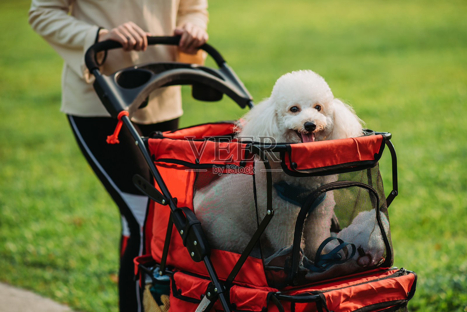 亚洲华人女性把她的狗在推车和散步在公共公园上午照片摄影图片