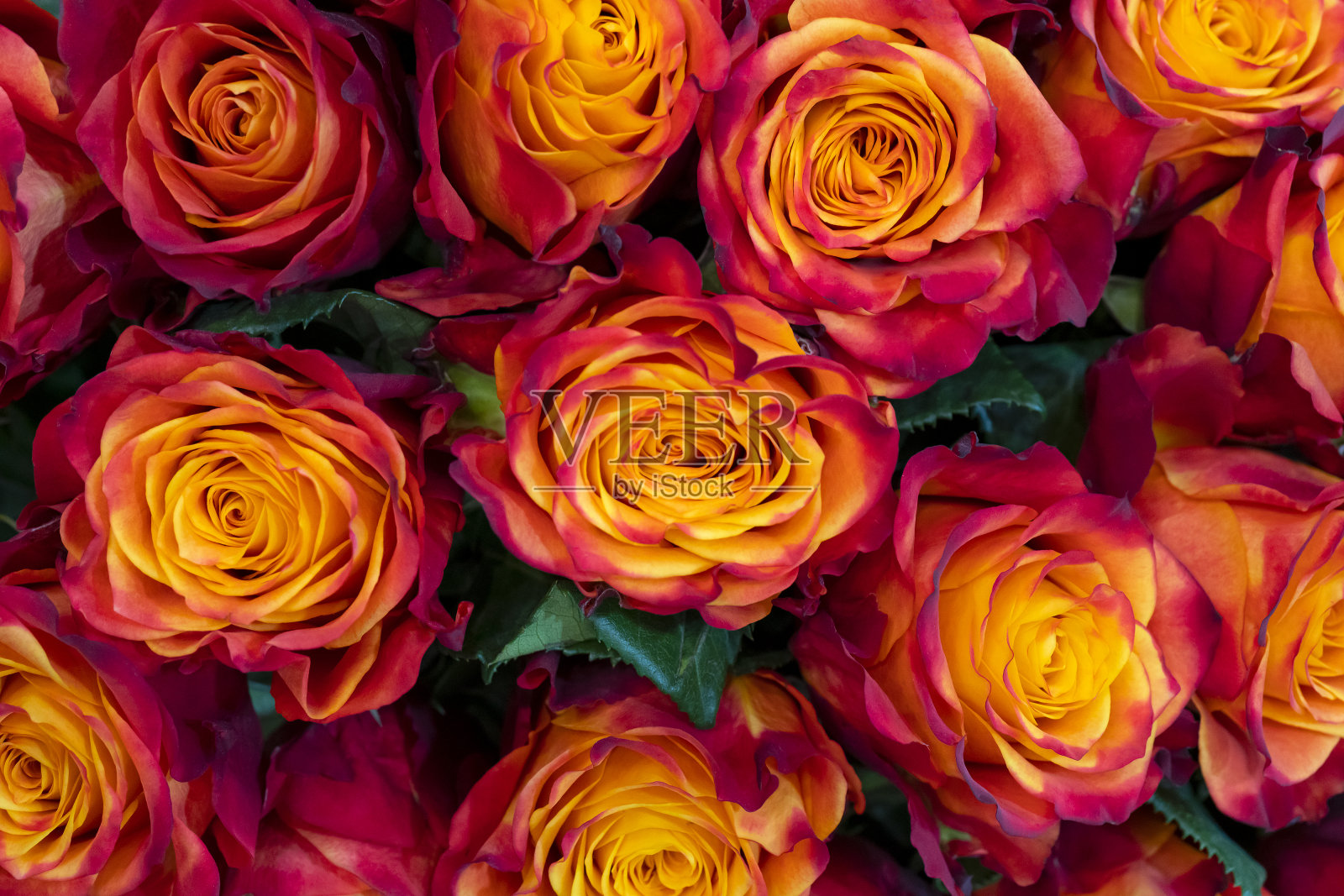 美丽的橙色玫瑰背景。照片摄影图片